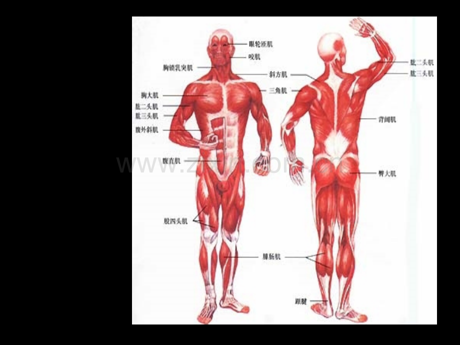 运动解剖学ppt.ppt_第3页