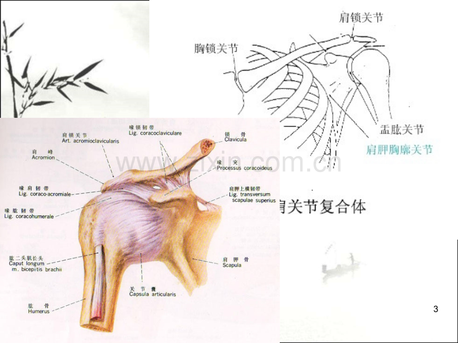 肩关节运动学ppt课件.ppt_第3页