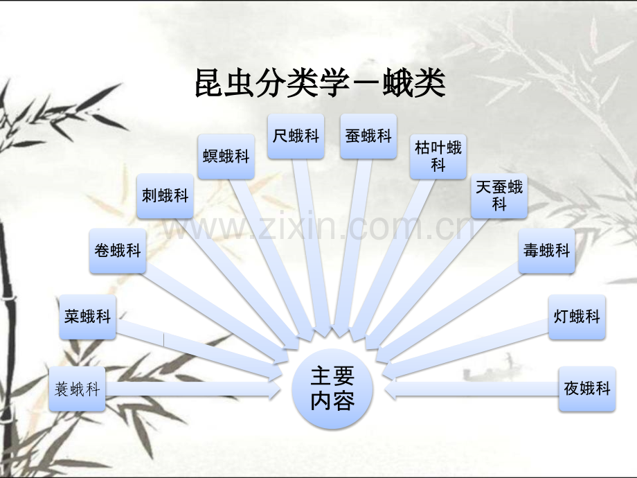 普通昆虫学昆虫分类学鳞翅目--蛾类ppt.ppt_第2页