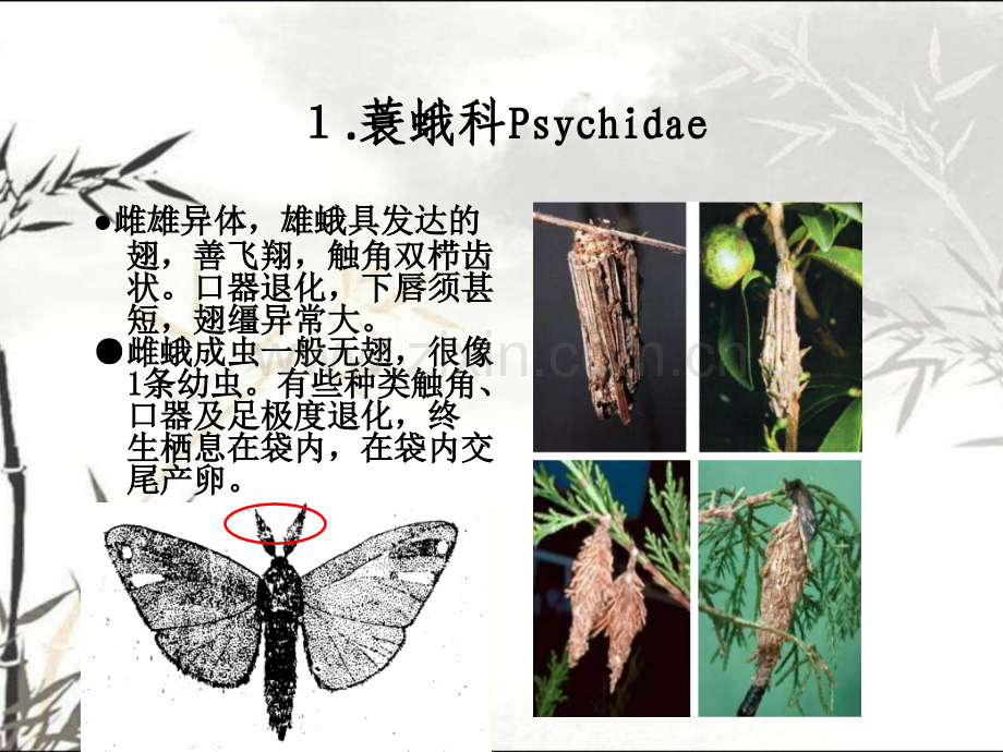 普通昆虫学昆虫分类学鳞翅目--蛾类ppt.ppt_第3页