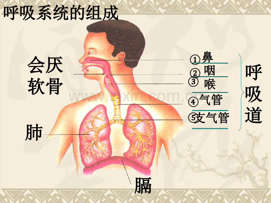 呼吸道对空气的处理-PPT.ppt_第3页