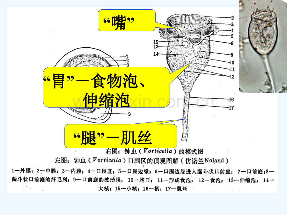 第四章其它微生物原生动物-PPT.pptx_第3页