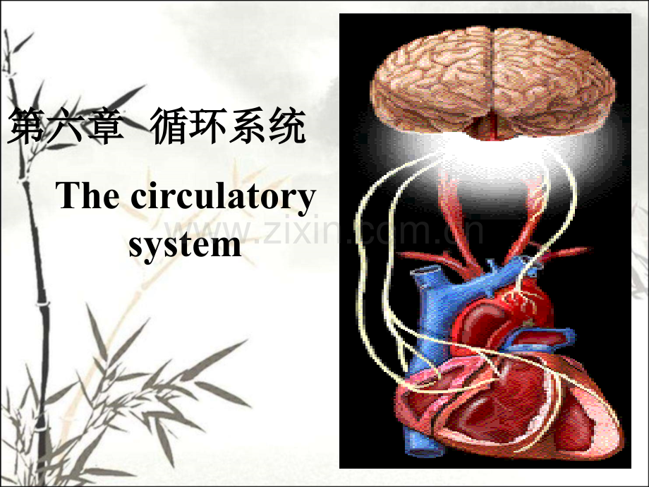 人体解剖生理学-第六章循环系统ppt课件.ppt_第1页