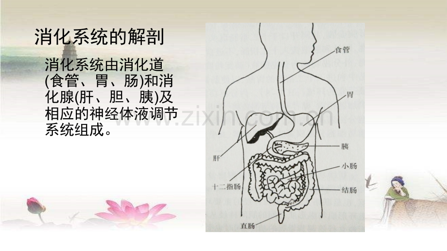 上消化道出血小讲课-PPT.ppt_第3页