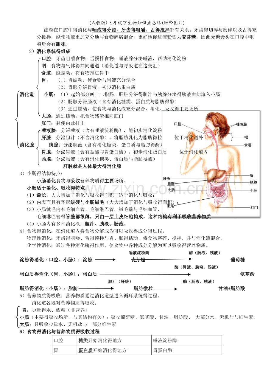 (人教版)七年级下生物知识点总结(附带图片).doc_第2页