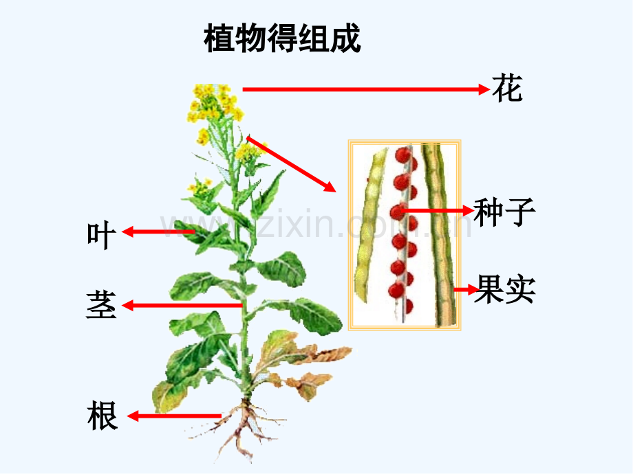 多细胞生物的结构层次.pptx_第3页