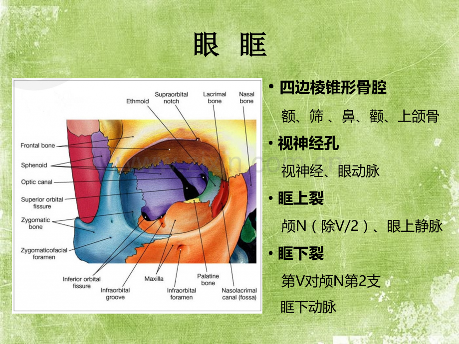 眼部解剖与影像学诊断ppt.ppt_第3页