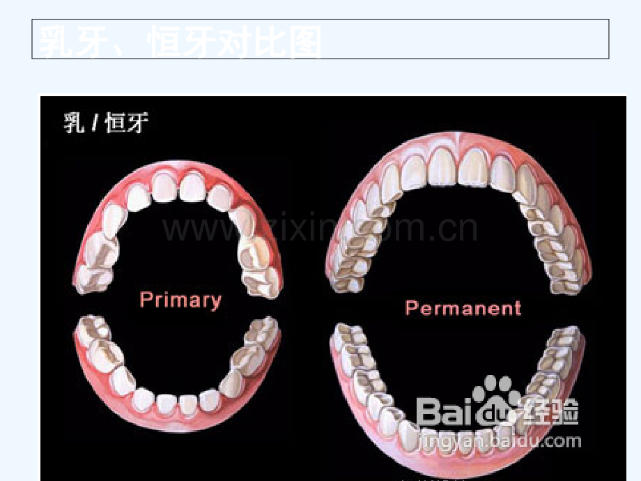 大班健康《换牙我不怕》-PPT.ppt_第3页