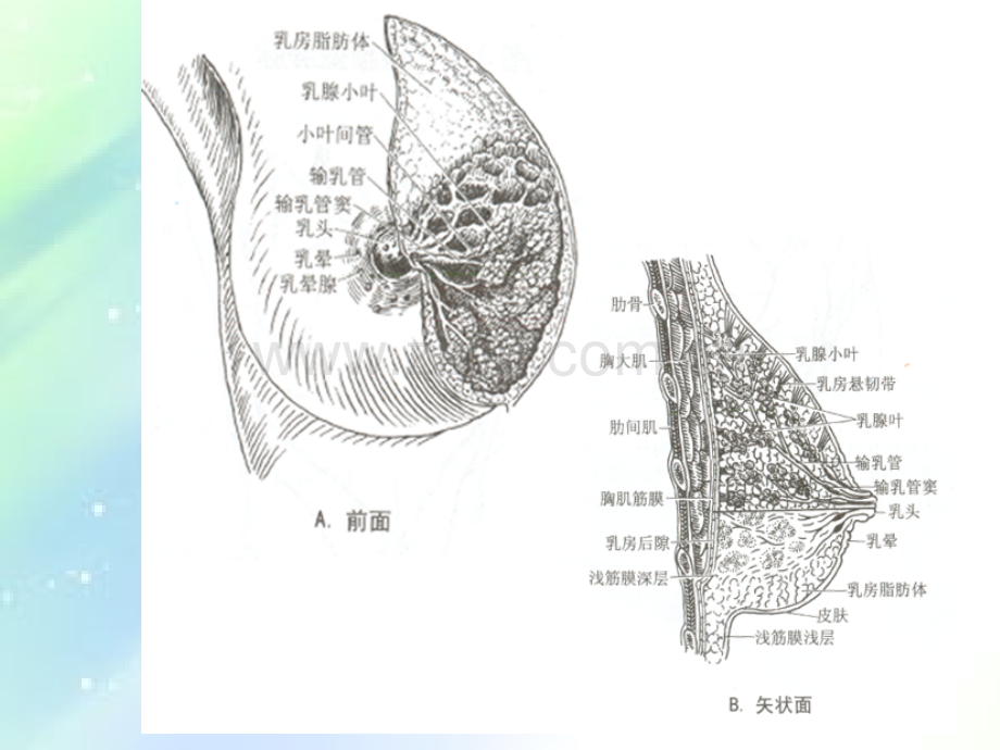 乳腺疾病的超声诊断与鉴别-PPT.ppt_第3页