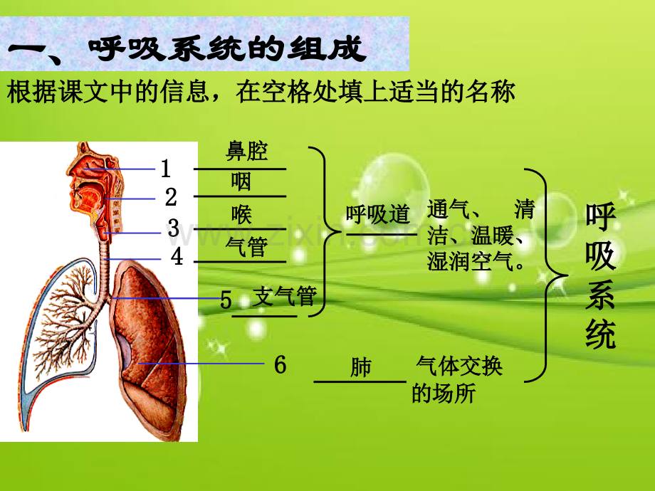 呼吸系统的组成-PPT.ppt_第3页