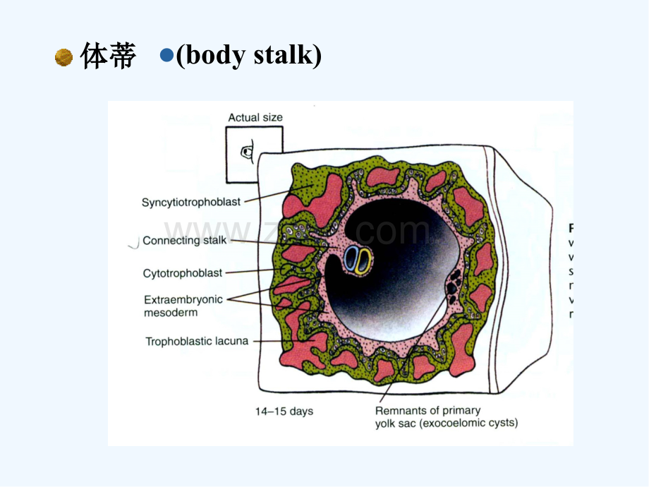 组织学与胚胎学胚胎学-PPT.pptx_第2页