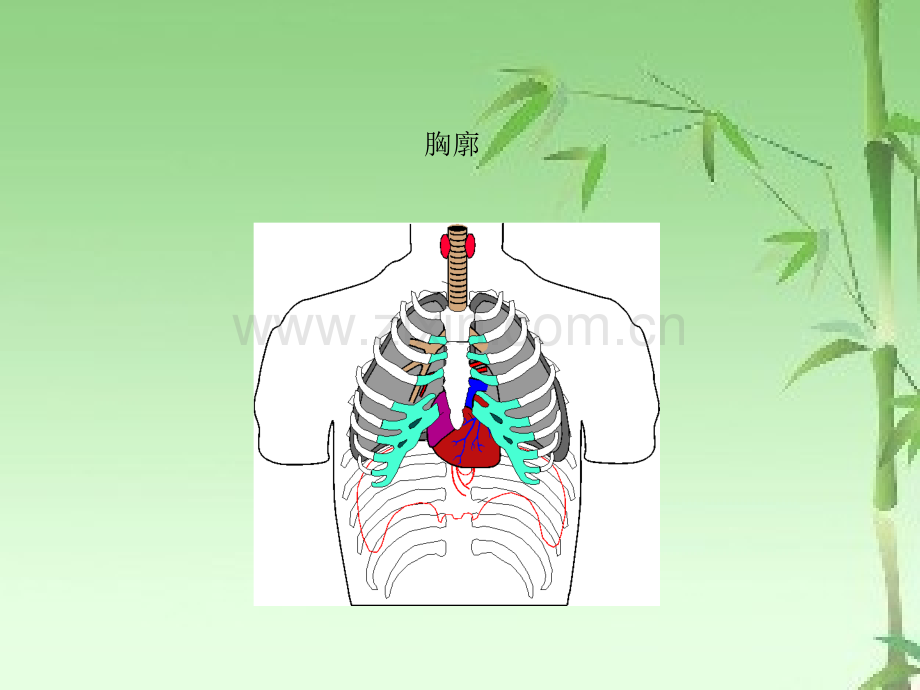 肺功能基础培训ppt.ppt_第3页