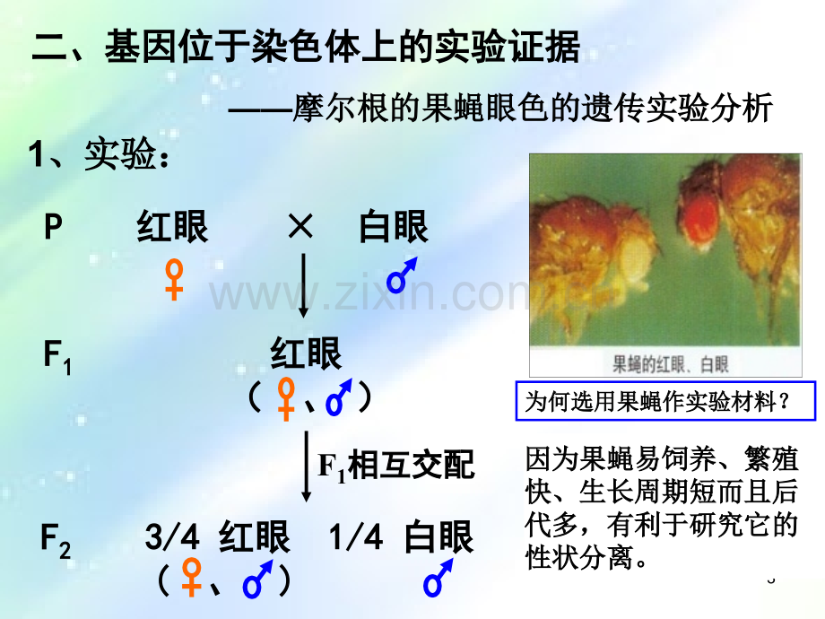 基因在染色体上(一轮复习)ppt.ppt_第3页