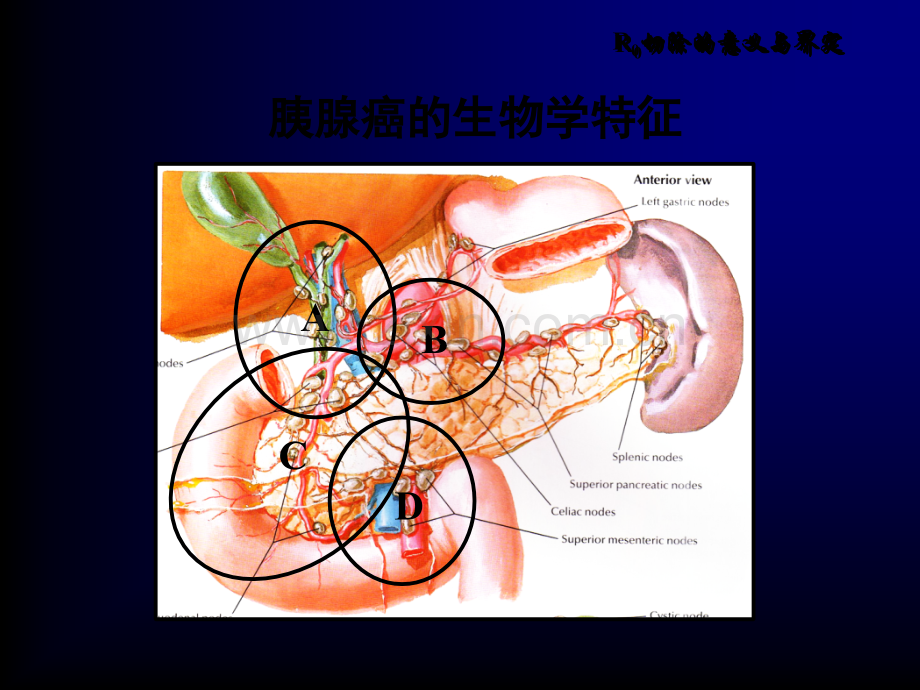 解剖性胰十二指肠切除术ppt.ppt_第2页