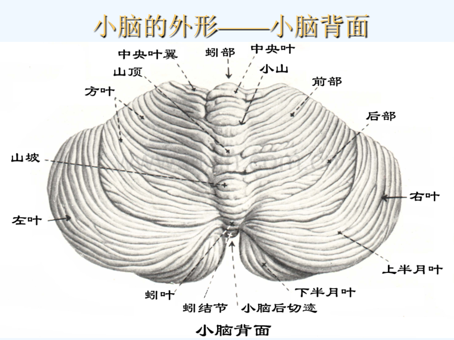 小脑的解部与定位诊断-PPT.ppt_第2页