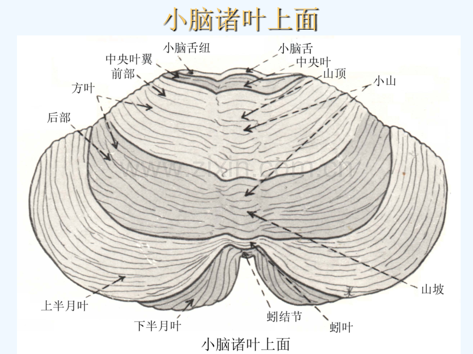 小脑的解部与定位诊断-PPT.ppt_第3页