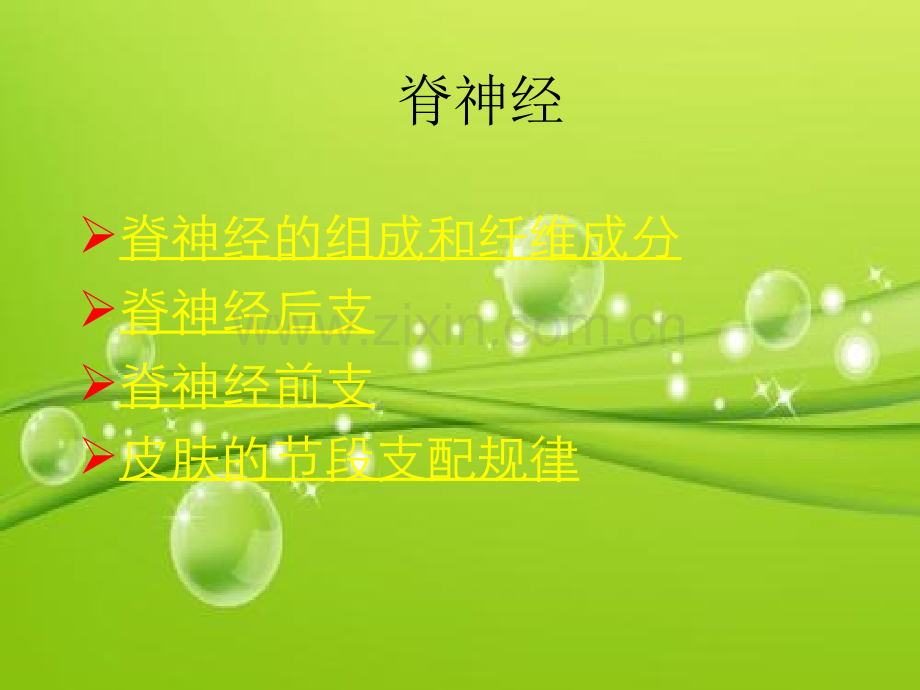 脊神经支配-PPT.ppt_第1页