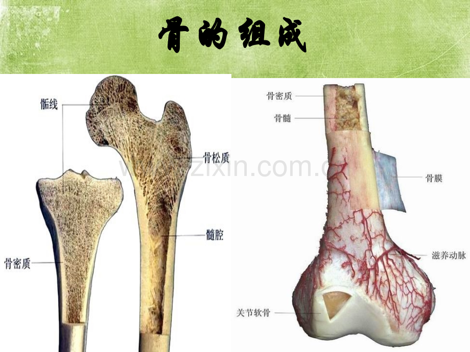 骨科实习小讲课-PPT.ppt_第2页