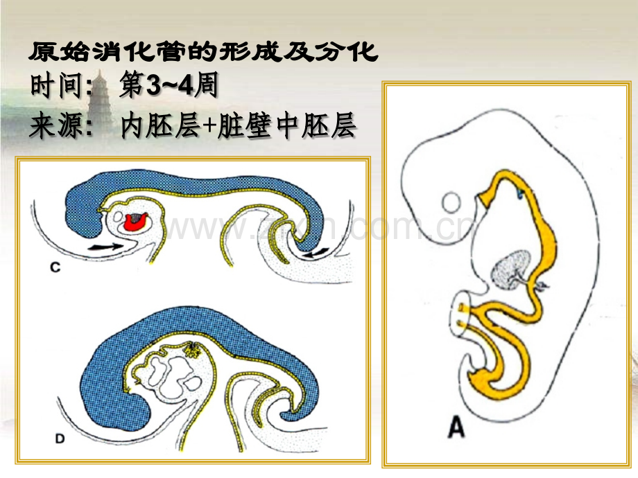 消化系统和呼吸系统的发生ppt.ppt_第2页