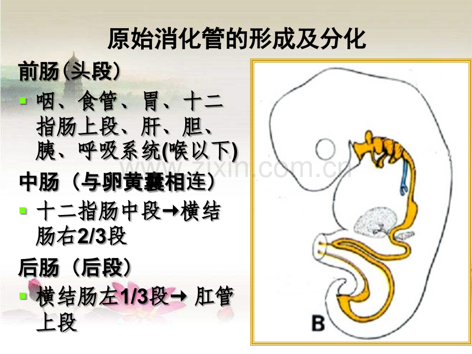 消化系统和呼吸系统的发生ppt.ppt_第3页