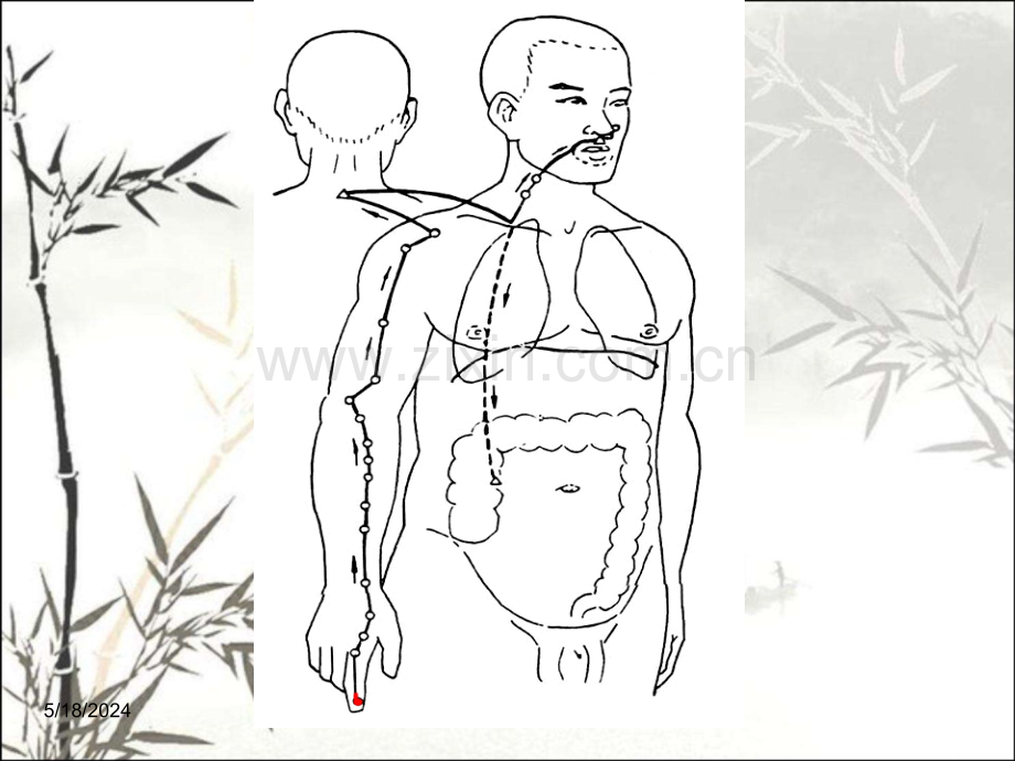 针灸学课件手阳明大肠经.pptx_第3页