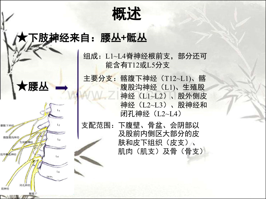 超声定位的下肢神经阻滞PPT.ppt_第3页