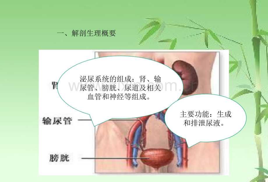 第五章泌尿系统疾病病人的护理ppt.ppt_第3页