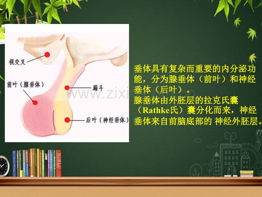 鞍区病变鉴别-PPT.ppt_第3页