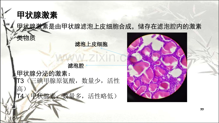 甲状腺激素的合成ppt课件.ppt_第2页