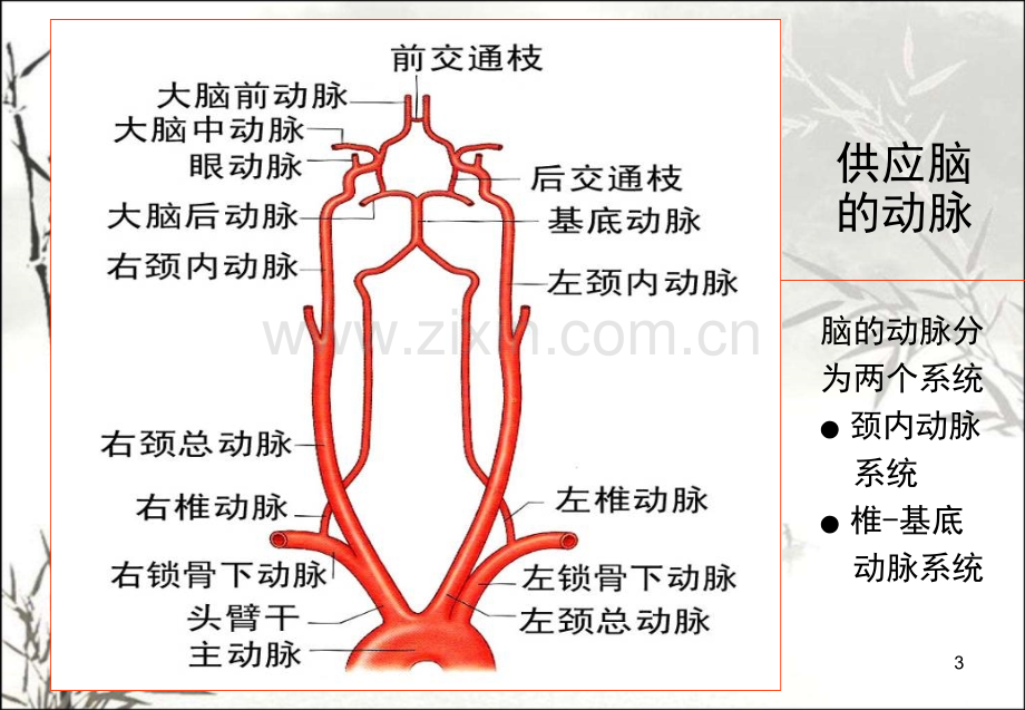 颈动脉的应用解剖ppt.ppt_第3页