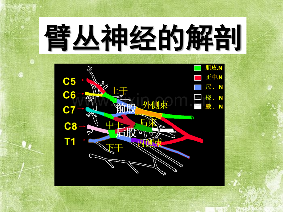 臂丛神经解剖-PPT.ppt_第2页