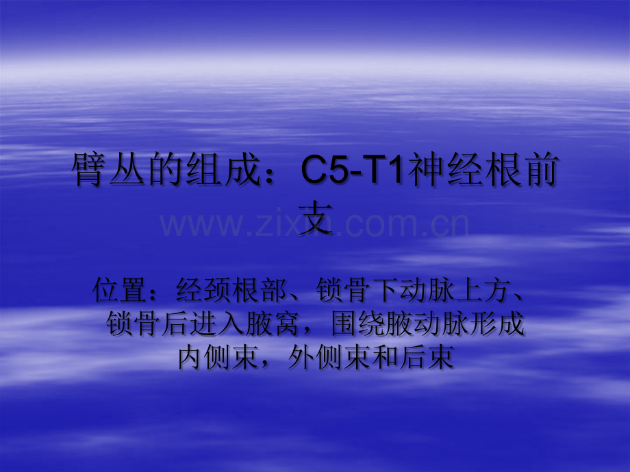 臂丛神经解剖-PPT.ppt_第3页