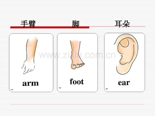 身体部位单词图片.ppt