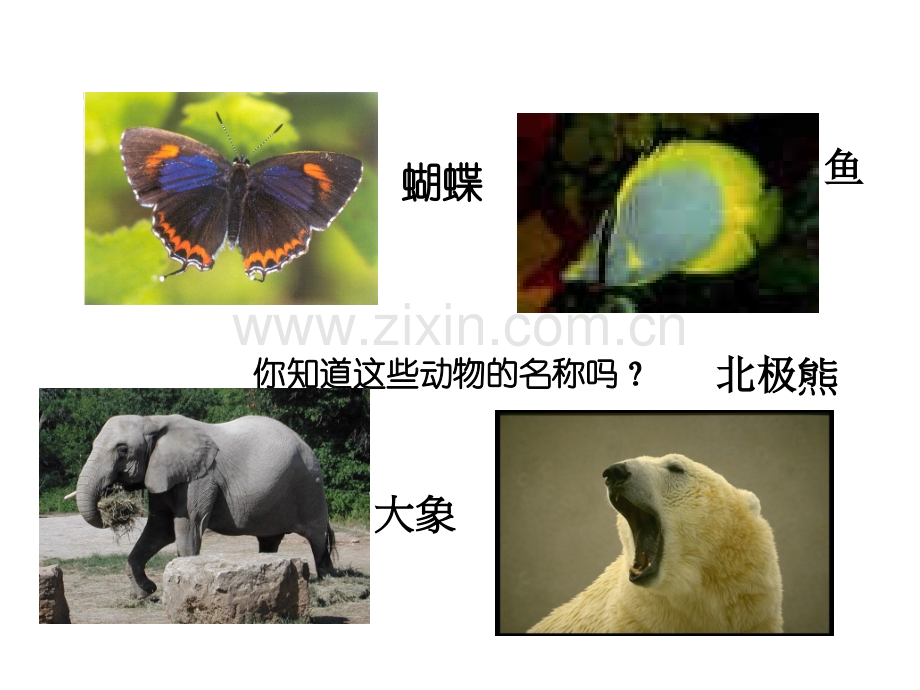 一年级自然科学-PPT.ppt_第2页