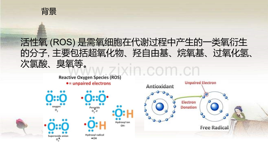 ROS和纤维化疾病--百度-PPT.ppt_第2页