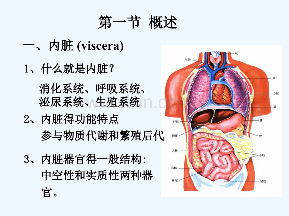 消化系统-课件.pptx_第2页