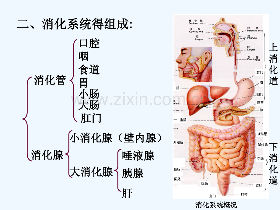 消化系统-课件.pptx_第3页