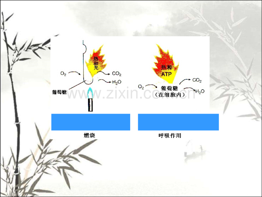 细胞呼吸的过程和意义.pptx_第2页