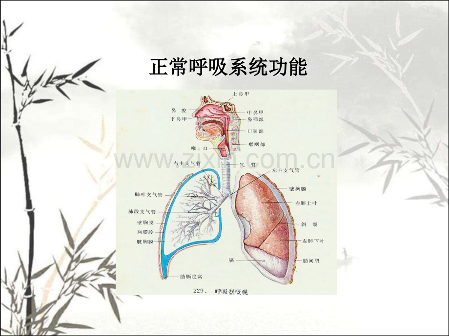 气道湿化ppt.ppt_第3页