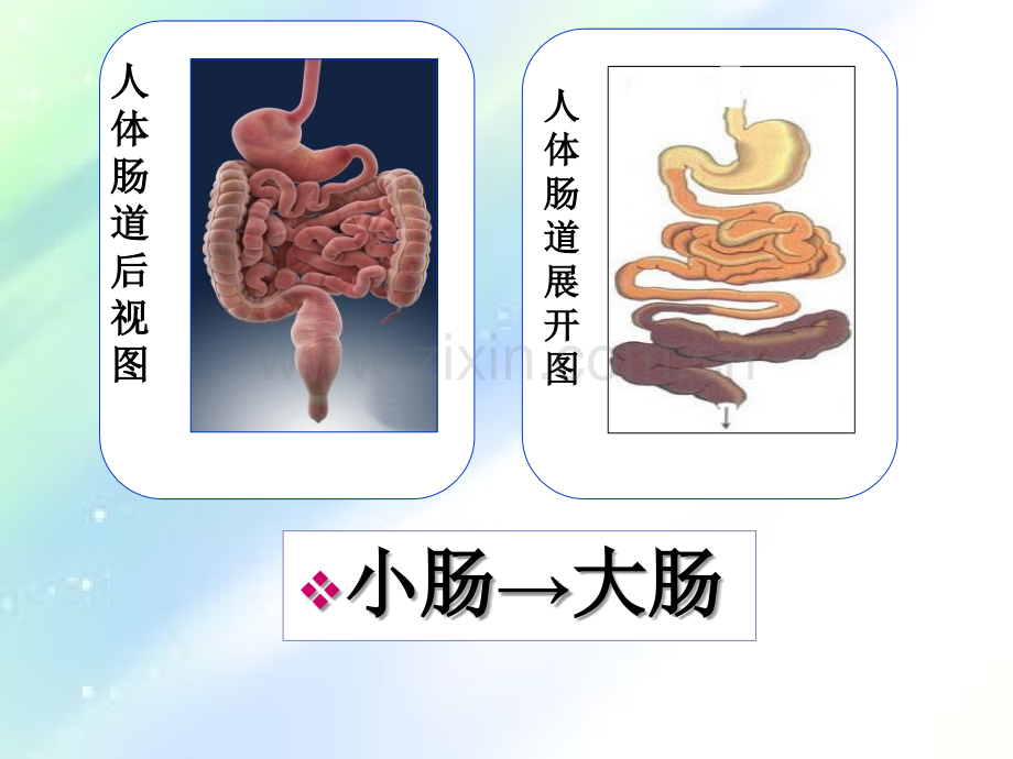 食物在体内的旅行-PPT.ppt_第3页