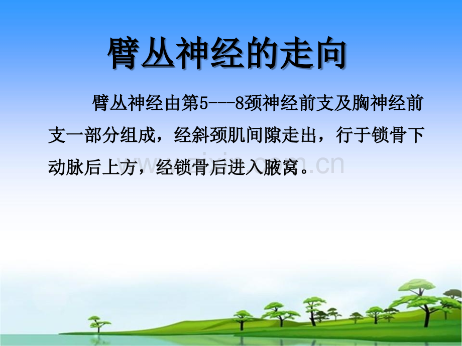 上肢神经损伤的表现及护理-PPT.ppt_第3页