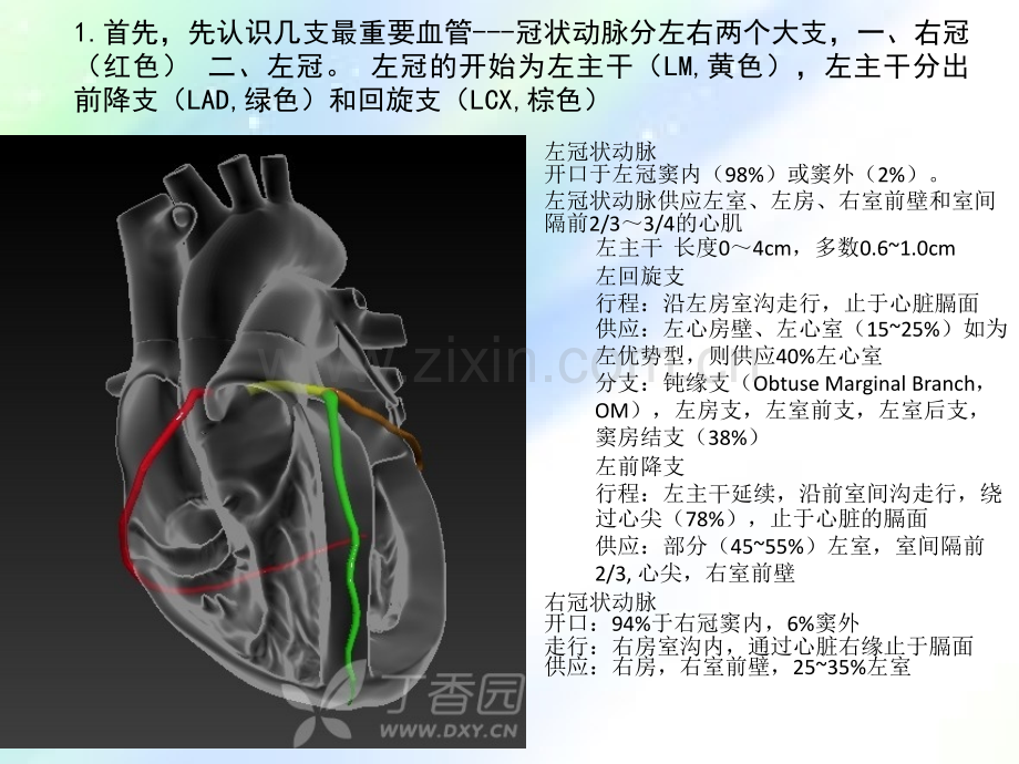 冠状动脉的解剖造影心电图-PPT.ppt_第2页