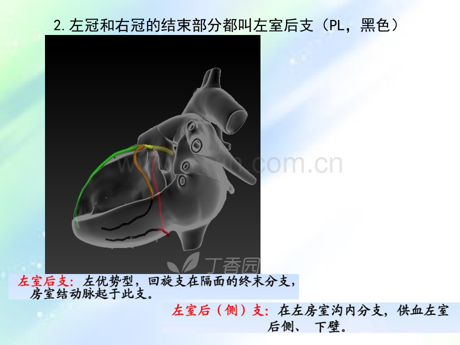 冠状动脉的解剖造影心电图-PPT.ppt_第3页