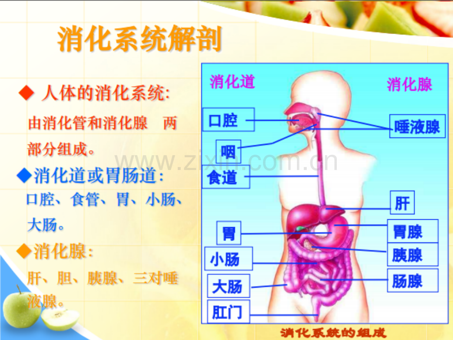 食物消化与吸收的生理学知识-PPT.ppt_第2页