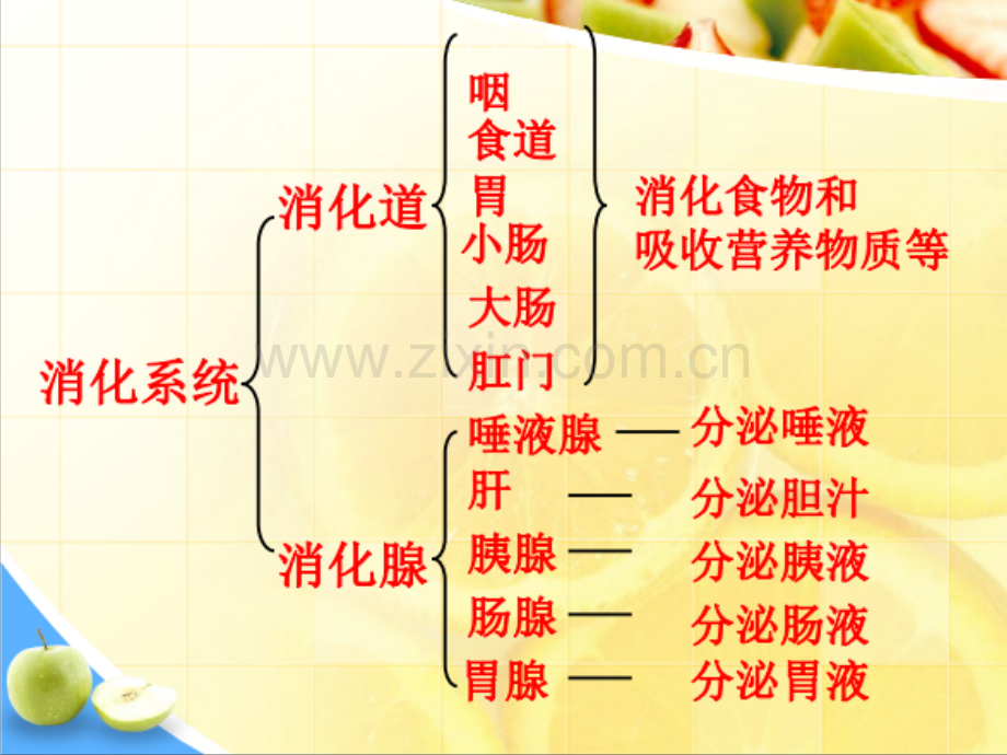 食物消化与吸收的生理学知识-PPT.ppt_第3页