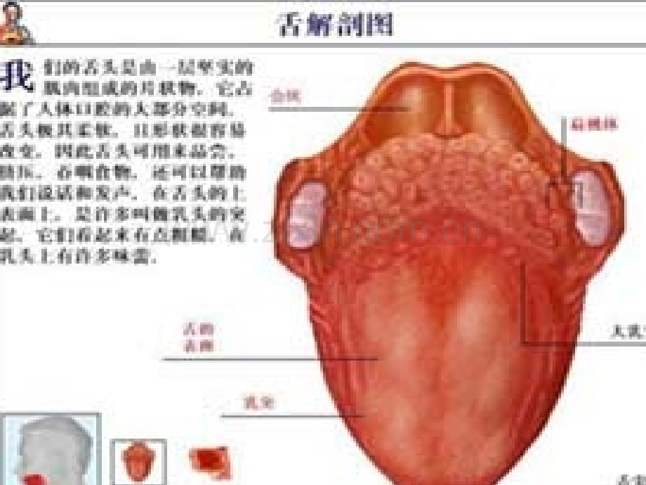 舌诊与舌诊图谱ppt.ppt_第3页