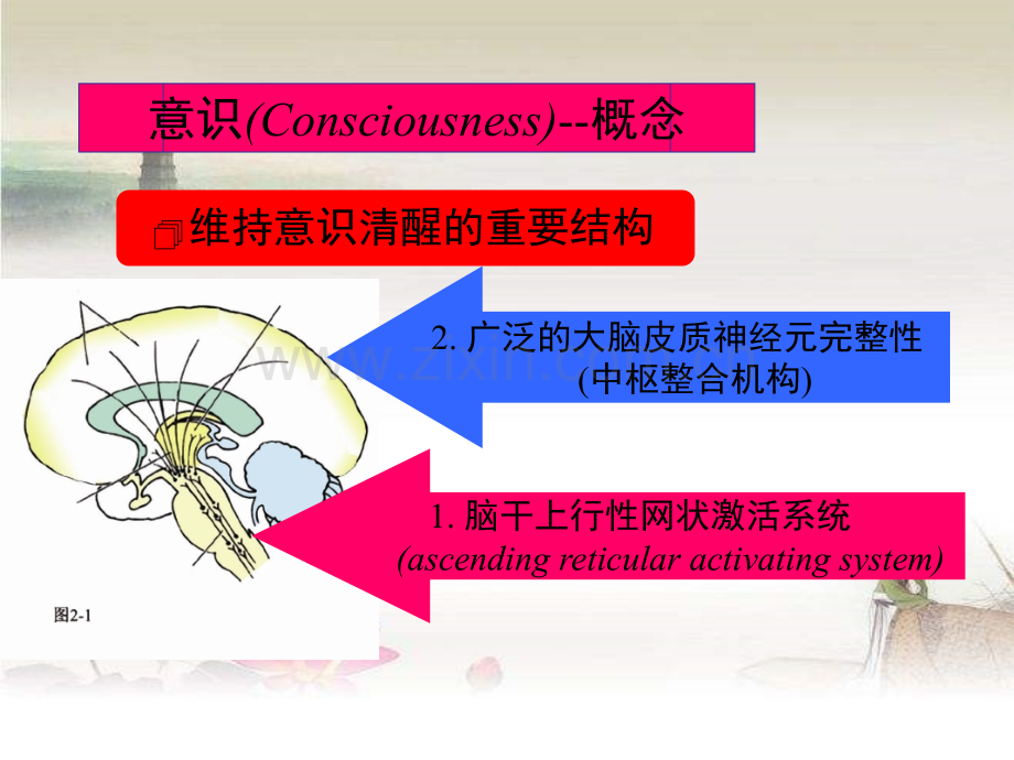 意识障碍患者神经系统检查-PPT.ppt_第3页