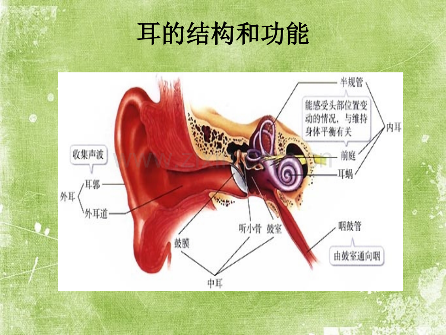 爱耳日课件-PPT.ppt_第3页