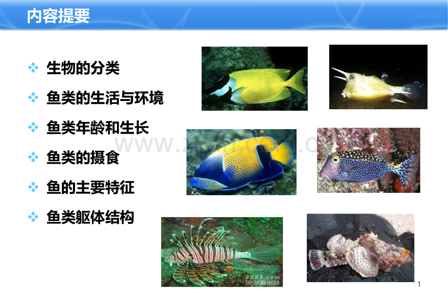 鱼类基础知识-.ppt_第2页