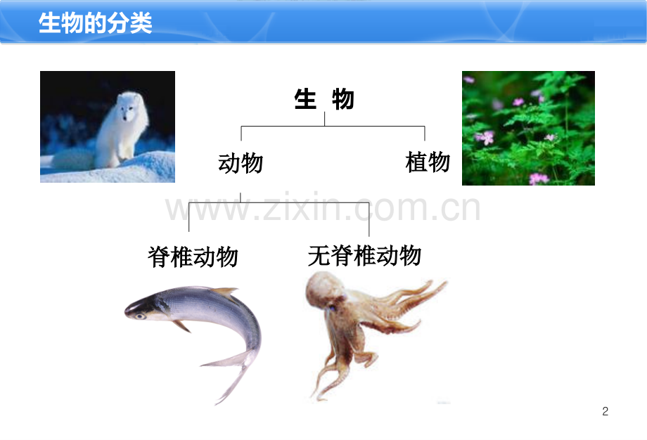 鱼类基础知识-.ppt_第3页